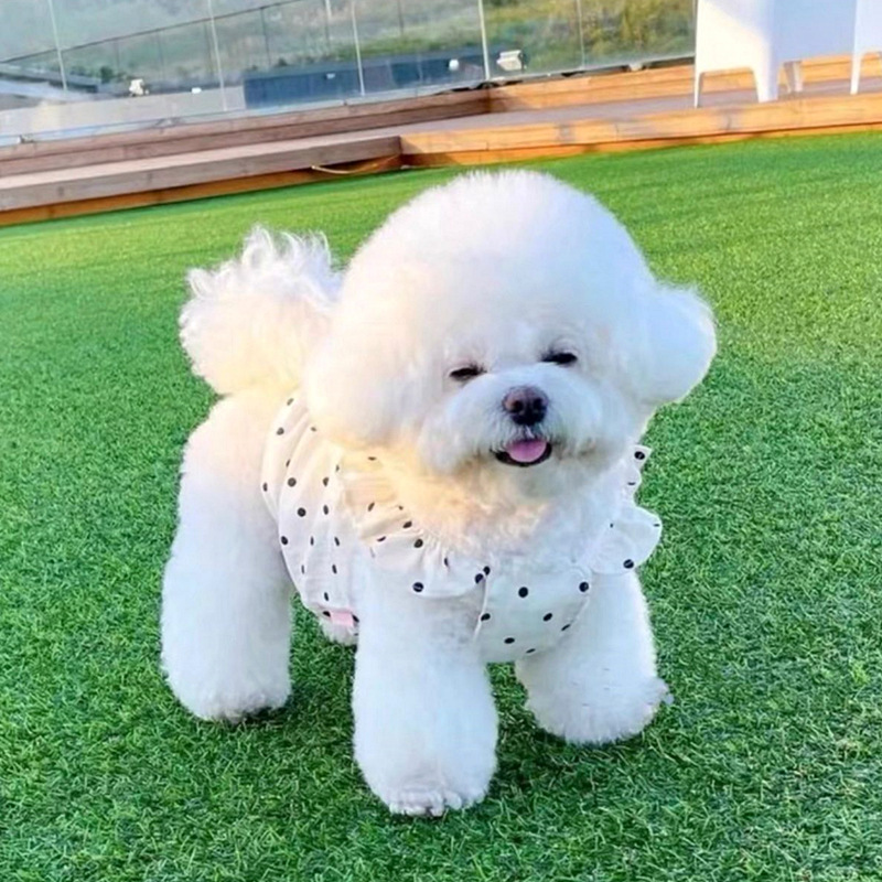 Cute Pet Dog Dress Dot Dog Sum - Summer Clothing In French ulasan dan harga